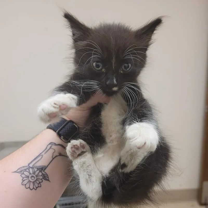 A baby small-sized female Black Domestic Short Hair cat named SCFLStray for adoption in Lake Panasoffkee, FL