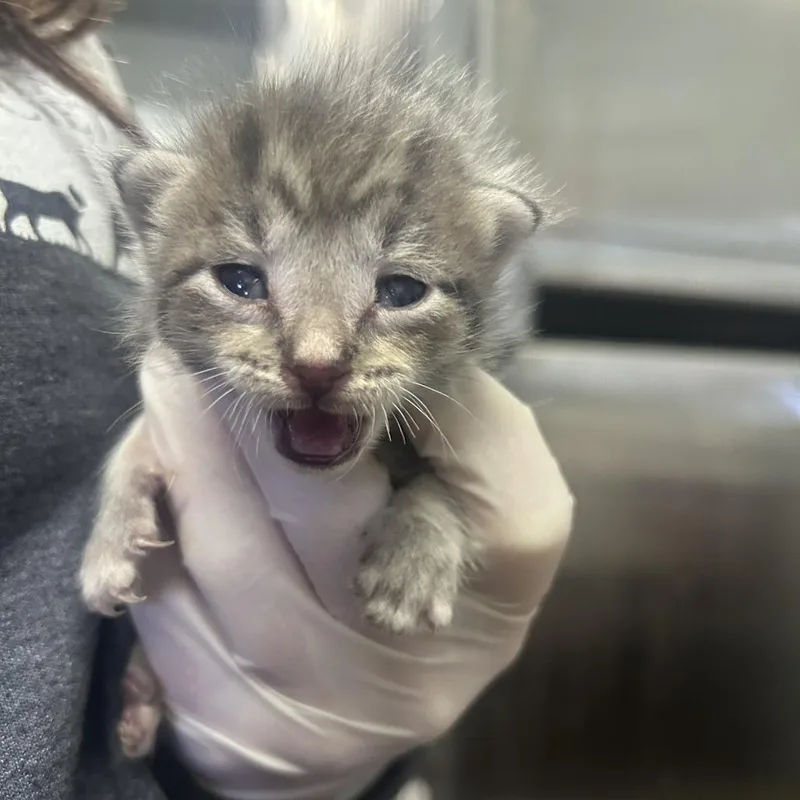 A baby small-sized male Gray / Blue / Silver Domestic Short Hair cat named Sweet Bean for adoption in Columbia, MO
