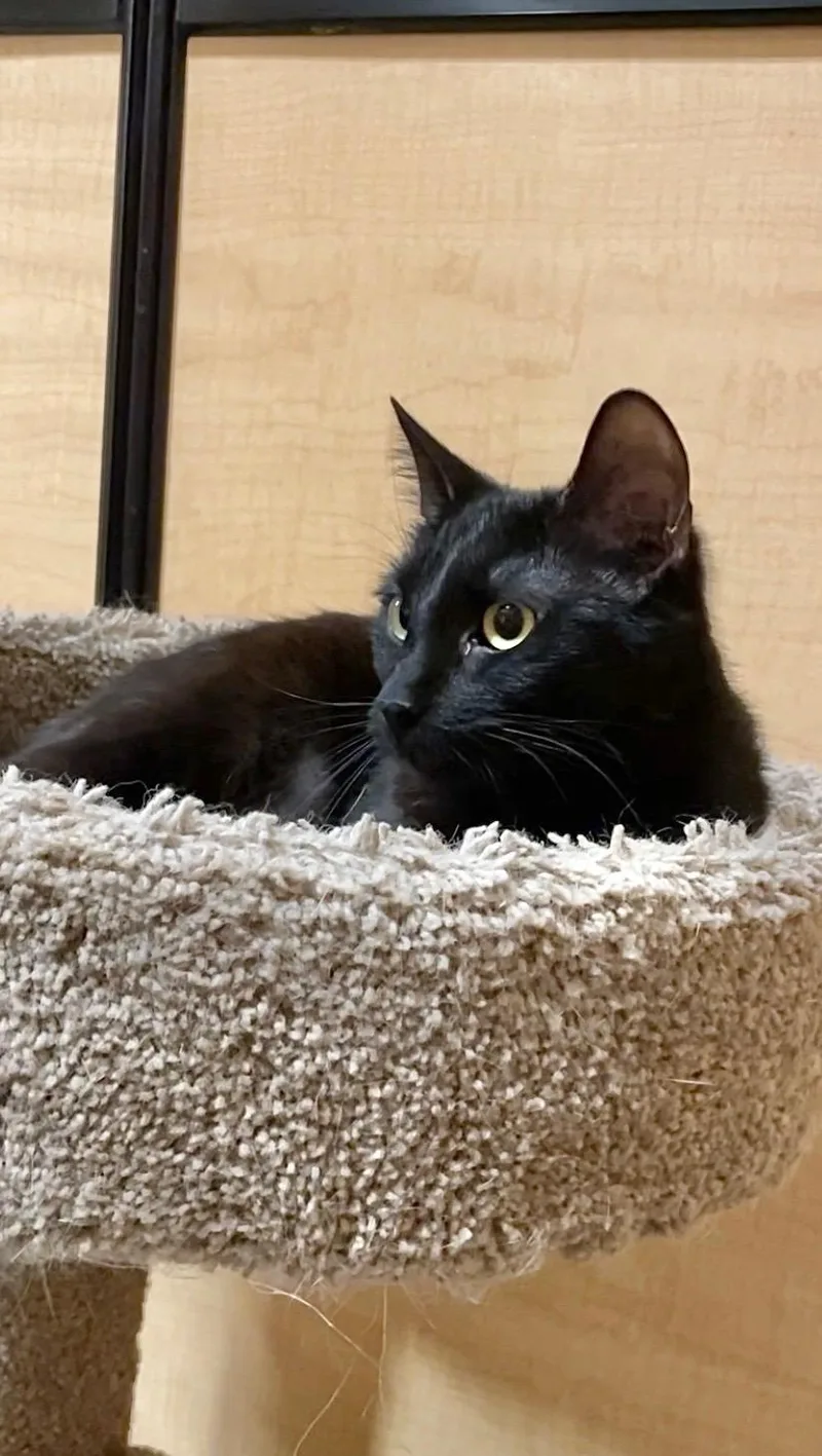 A young medium-sized female Black Domestic Short Hair cat named Sasha for adoption in Barrington Hills, IL