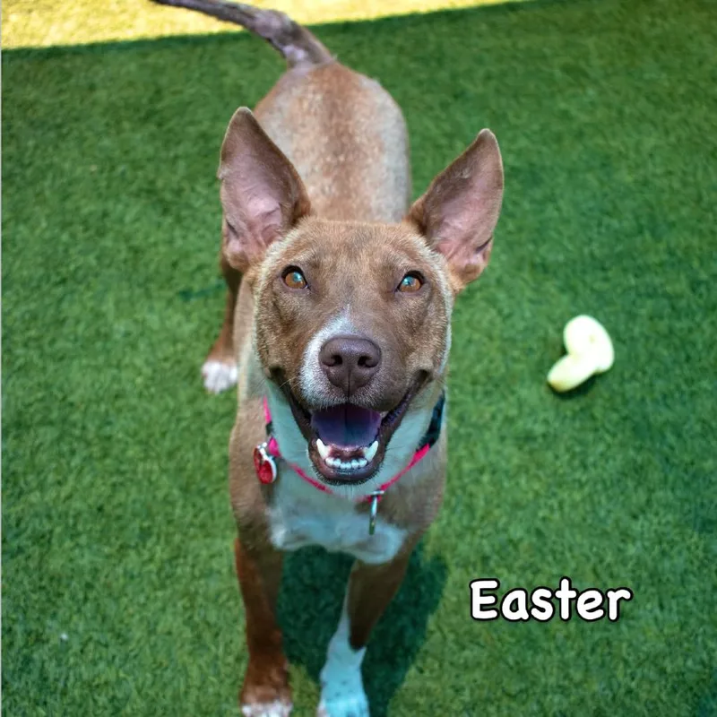 Easter thumbnail 3
