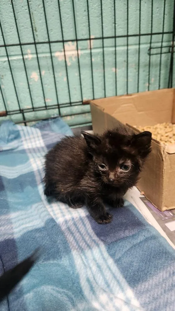 A baby small-sized female Domestic Short Hair cat named Gatlinburgawaiting Sn Rabies for adoption in Chickamauga , GA