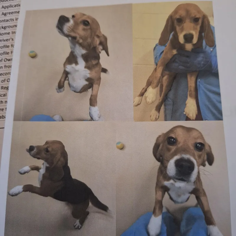 A young small-sized female Beagle dog named Nillie for adoption in Grayslake, IL