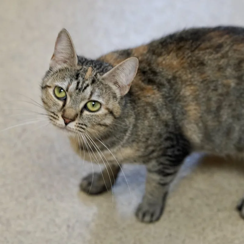 An adult medium-sized female Tortoiseshell Domestic Short Hair cat named Feather for adoption in Naperville, IL