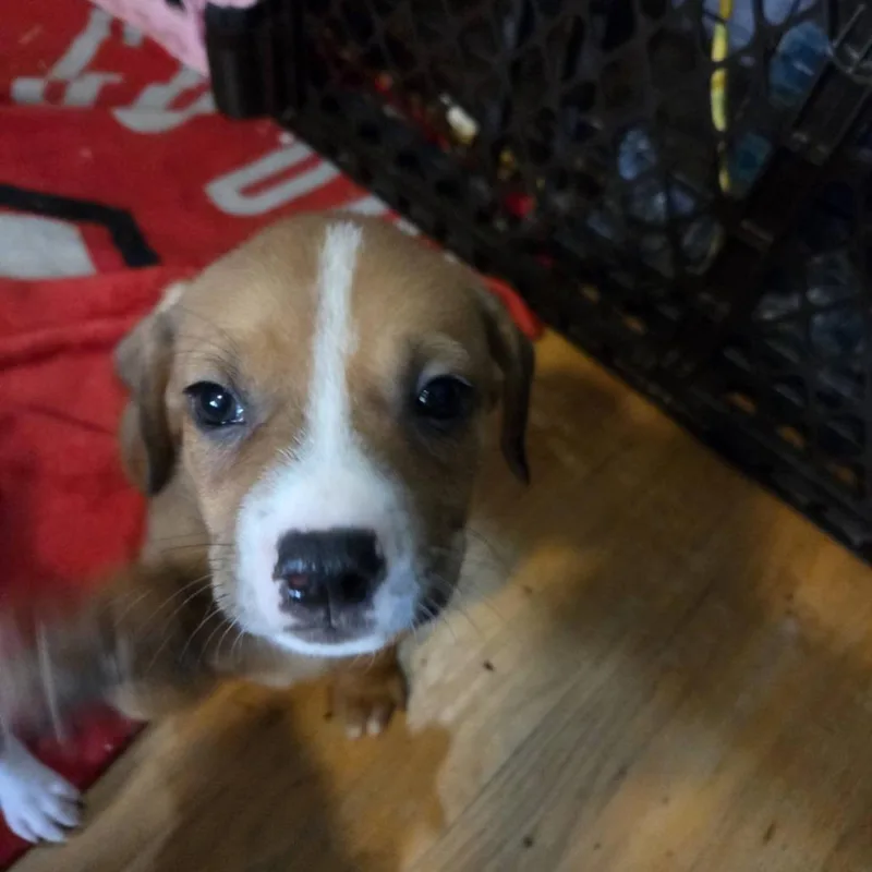 A baby small-sized male White / Cream Mixed Breed dog named Buckeye for adoption in Lima, OH