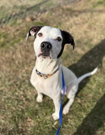 An adult medium-sized male Pit Bull Terrier dog named Cyril for adoption in Knoxville, TN