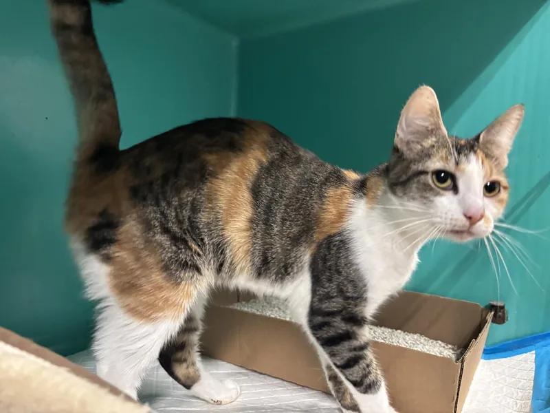 A young medium-sized female Calico Domestic Short Hair cat named Karoline for adoption in Vernon, NJ