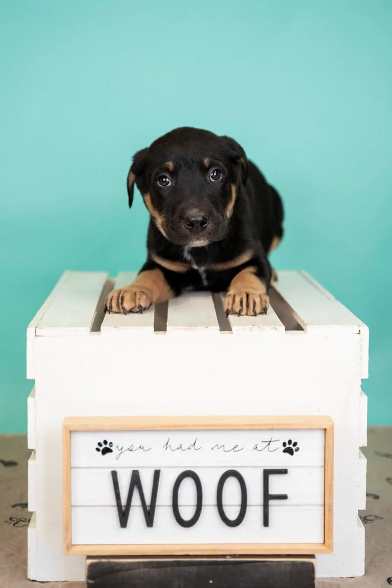 A baby medium-sized male Shepherd dog named 333-26 for adoption in Brighton, CO