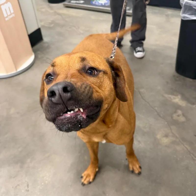 An adult medium-sized female Yellow / Tan / Blond / Fawn Terrier dog named Rosaline for adoption in Tampa, FL