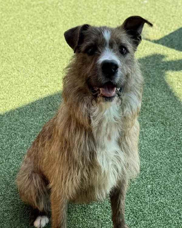 A young large-sized male Terrier dog named Rocky for adoption in Canton, GA