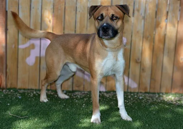 An adult large-sized male Pit Bull Terrier dog named Barkley for adoption in West Valley City, UT