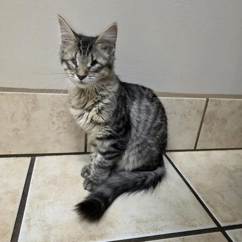 A young small-sized female Gray / Blue / Silver Exotic Shorthair cat named Petey for adoption in Grand Island, NE