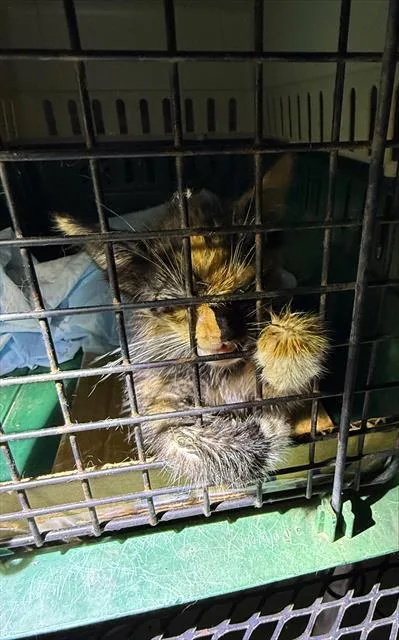 A baby small-sized male Domestic Short Hair cat named Mako for adoption in San Antonio, TX