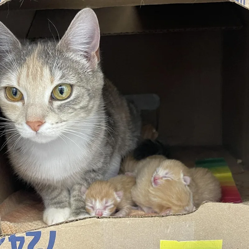 A baby small-sized female Orange / Red Domestic Short Hair cat named Chili for adoption in Bensalem, PA