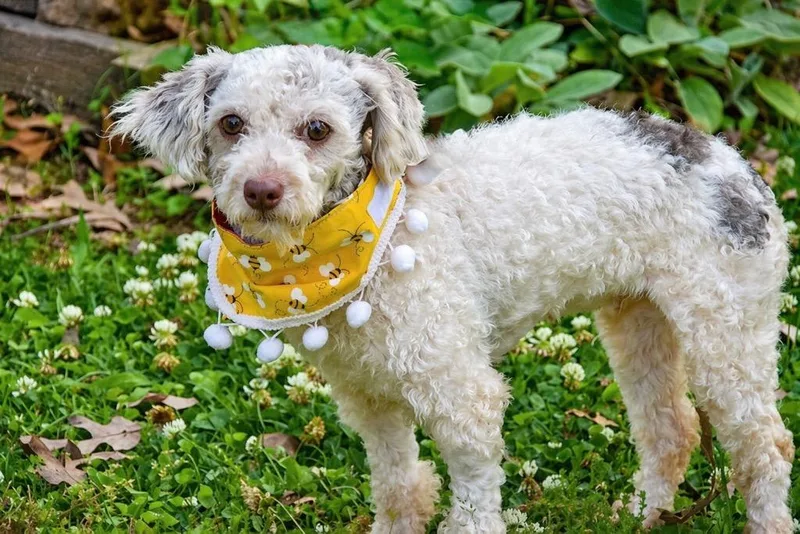 A young small-sized female Bichon Frise dog named Halo Local for adoption in Princeton, MA