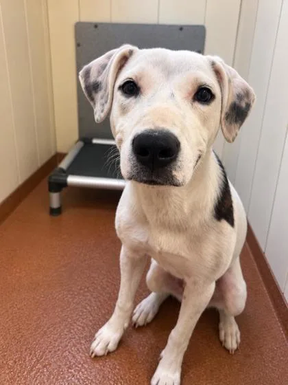 A baby large-sized female White / Cream Hound dog named Thing for adoption in Winfield, KS
