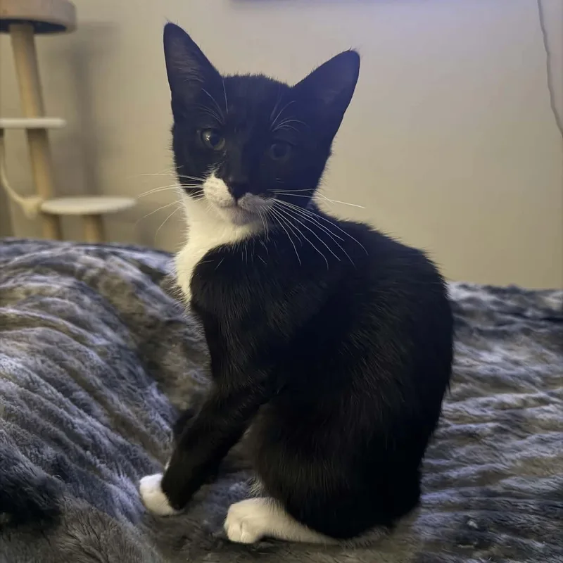A baby small-sized female Black & White / Tuxedo Domestic Short Hair cat named Grumpy for adoption in Gladstone, OR
