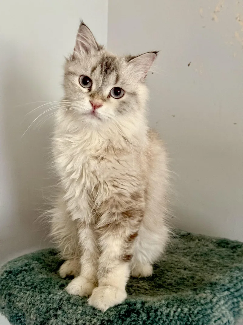 A young medium-sized female Gray / Blue / Silver Siberian cat named Marvelous Meeka for adoption in Woodbridge, VA