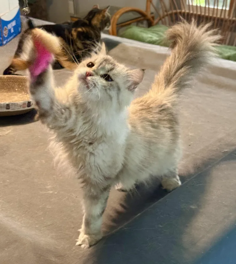 Marvelous Meeka thumbnail 2