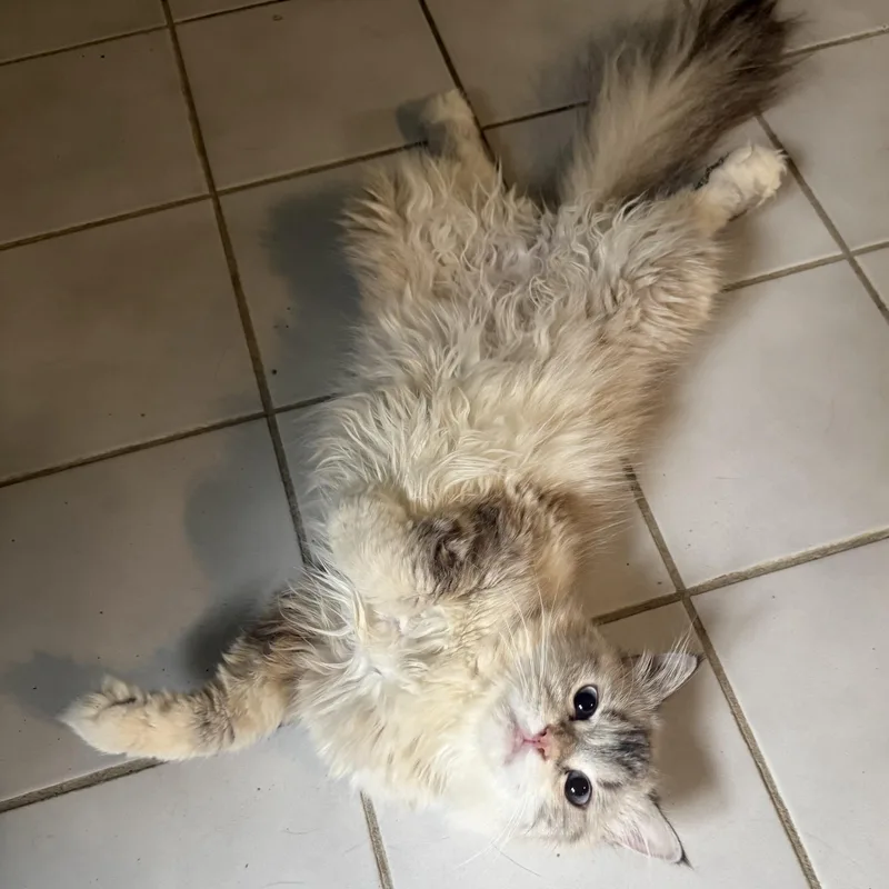 Marvelous Meeka thumbnail 3