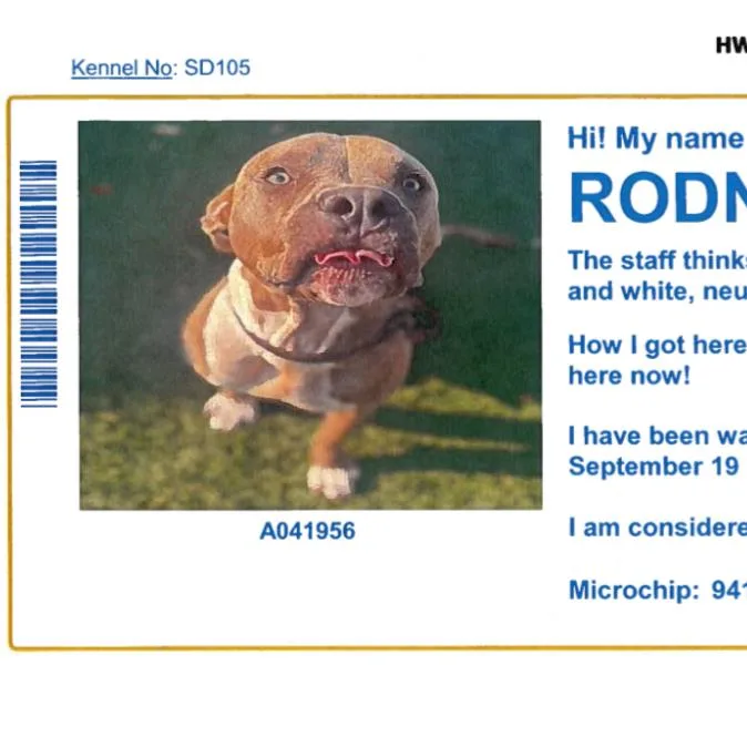 Rodney