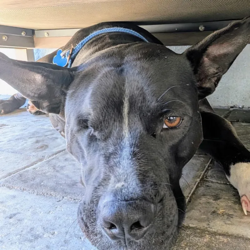 An adult small-sized male Pit Bull Terrier dog named Noel for adoption in Seminole, FL