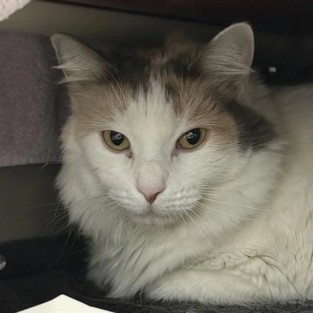 An adult small-sized female Domestic Short Hair cat named Sativa for adoption in Las Vegas, NV