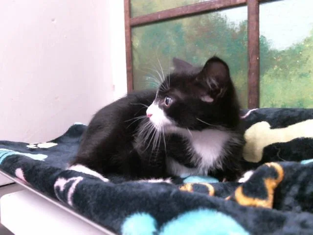 A baby small-sized female Domestic Short Hair cat named Cherry for adoption in Houston, TX