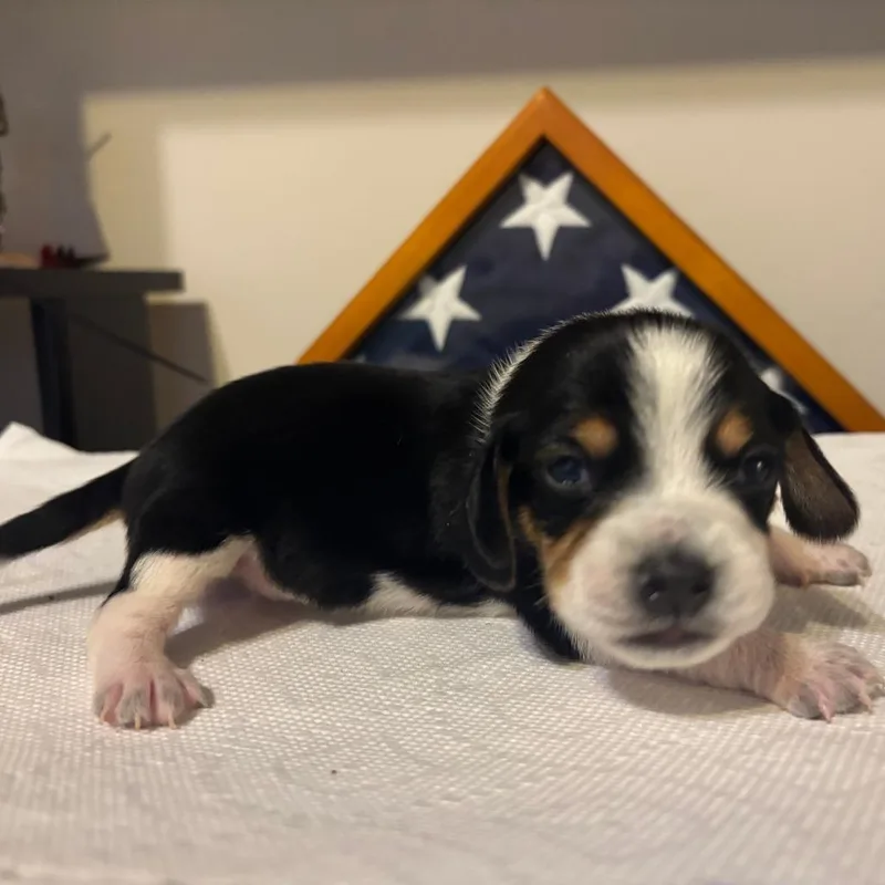 Poppy Pup  El