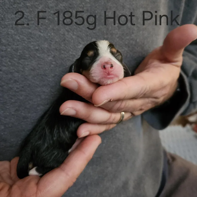 Poppy Pup  El thumbnail 2
