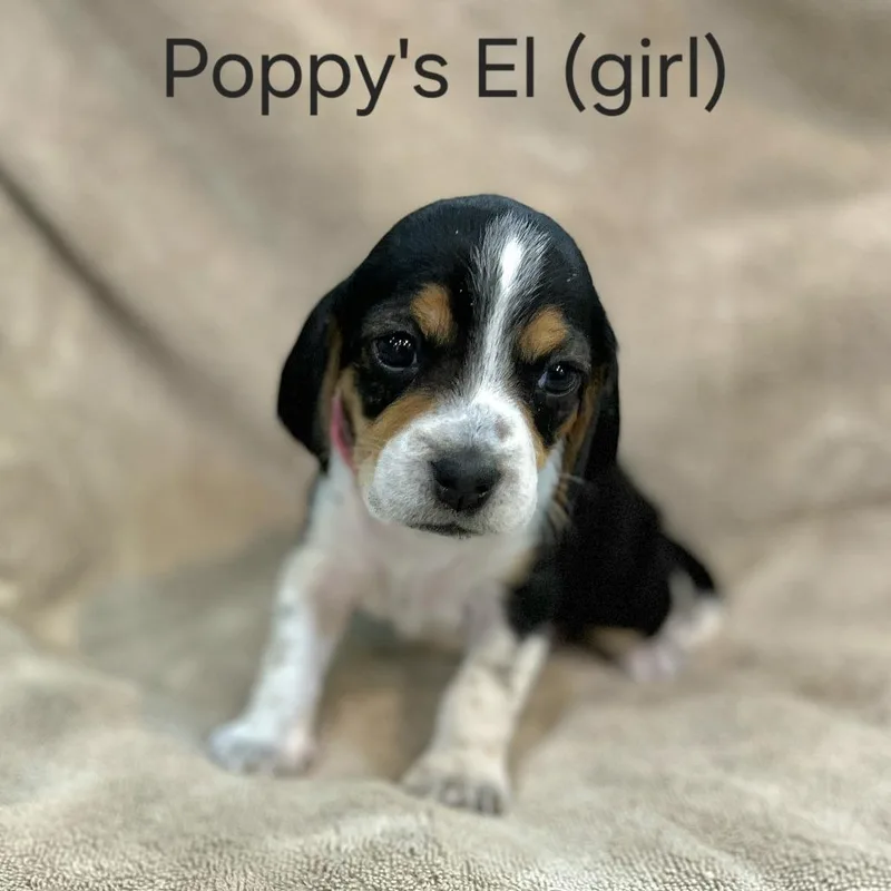 Poppy Pup  El thumbnail 3