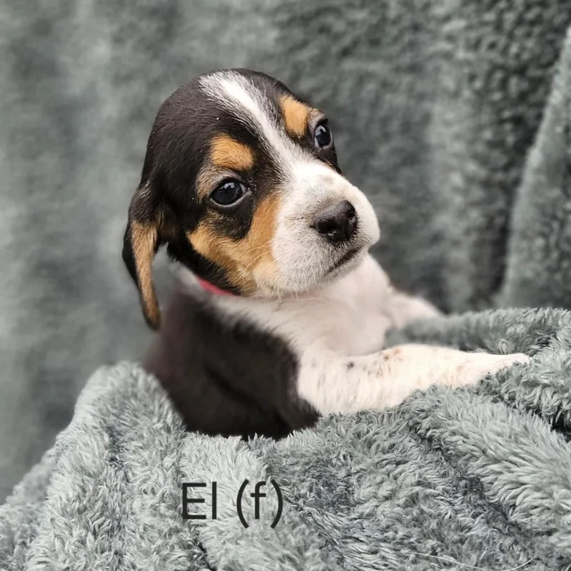 Poppy Pup  El thumbnail 4