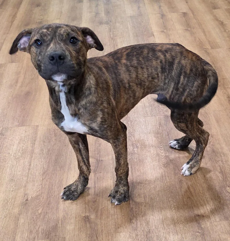 A young large-sized male Pit Bull Terrier dog named Bruce for adoption in Oxford, MI