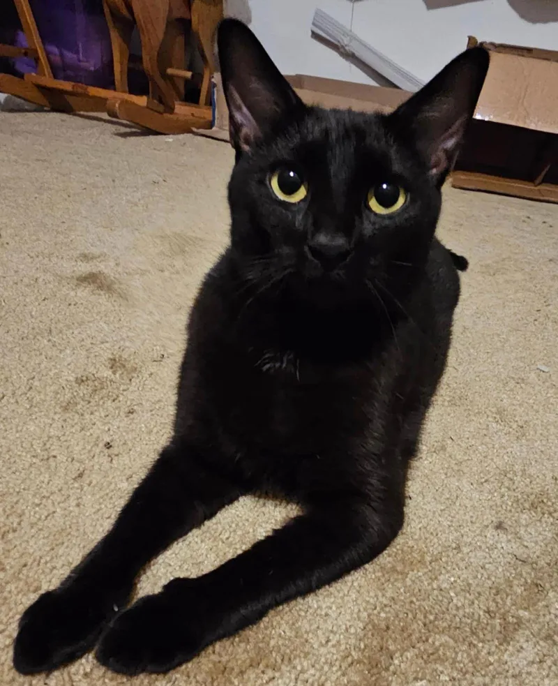 Matriarch thumbnail 2