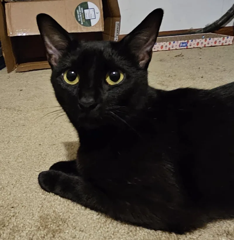 Matriarch thumbnail 3