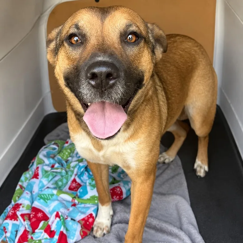 A young medium-sized female Apricot / Beige German Shepherd Dog dog named Tessa for adoption in Tunica, MS