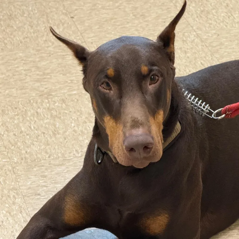 An adult large-sized male Doberman Pinscher dog named Maximus for adoption in Cumming, GA