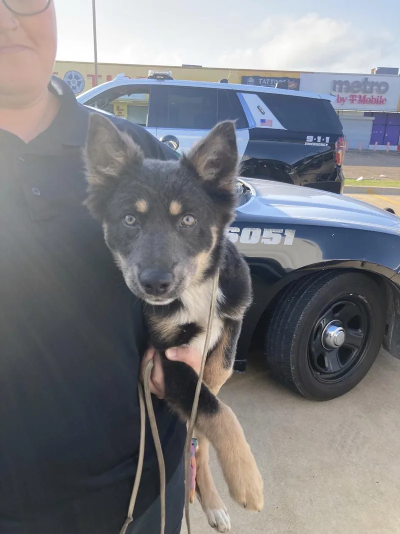 A baby medium-sized female Mixed Breed dog named Teddy for adoption in Dallas, TX