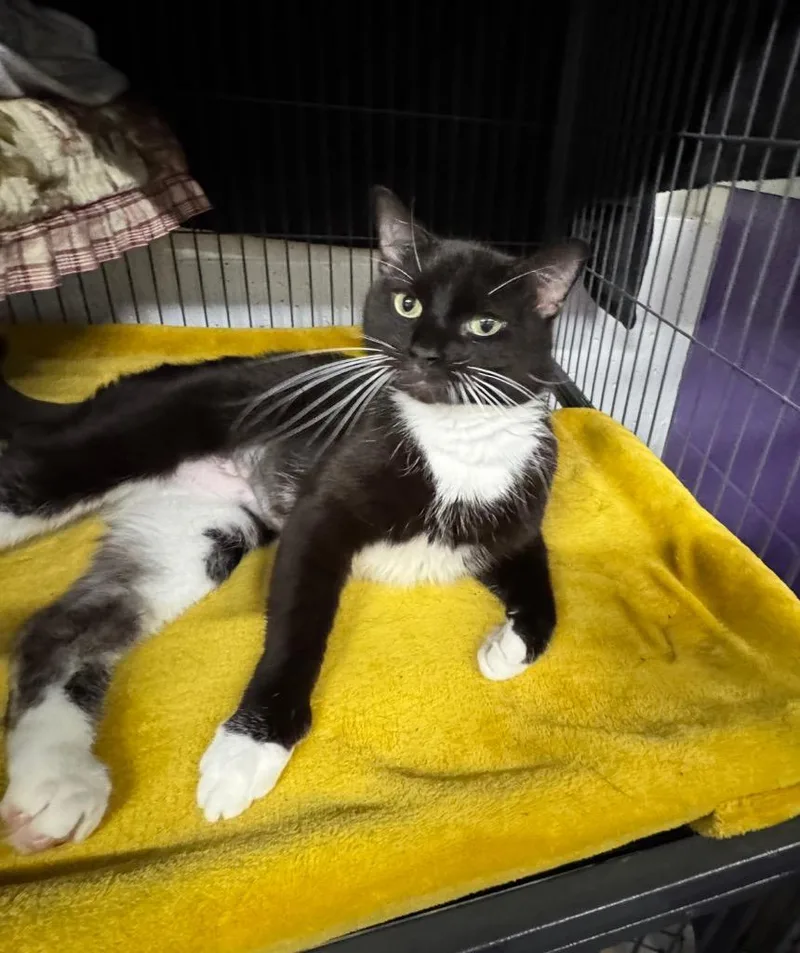 An adult medium-sized female Domestic Short Hair cat named River for adoption in St. Albans, VT