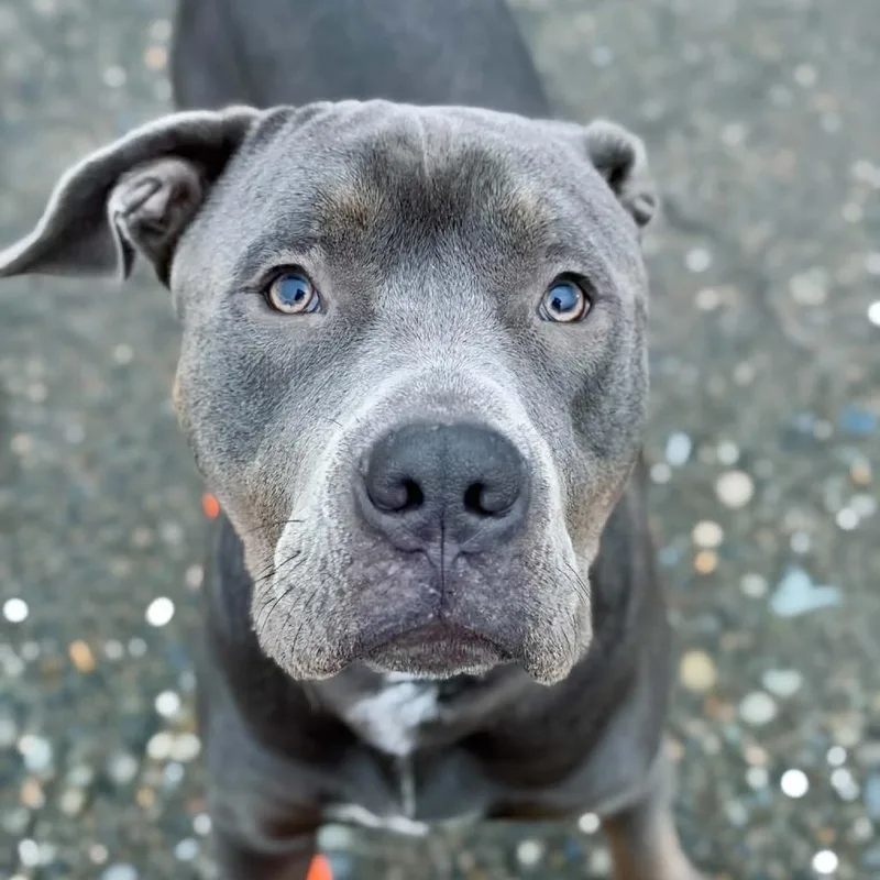 An adult large-sized male Black Pit Bull Terrier dog named Huckleberry for adoption in Tacoma, WA