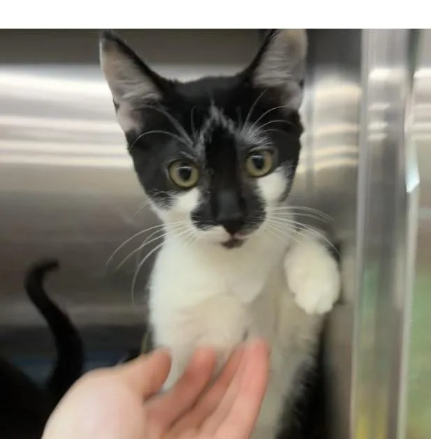 A baby small-sized female Black & White / Tuxedo Domestic Short Hair cat named Greer for adoption in Covington, LA