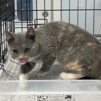 Sprinkles thumbnail 2