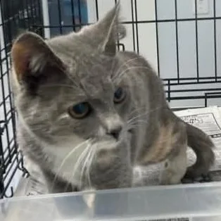 Sprinkles thumbnail 3