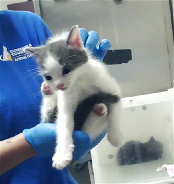 A baby small-sized male Domestic Short Hair cat named Slate for adoption in Fayetteville, NC