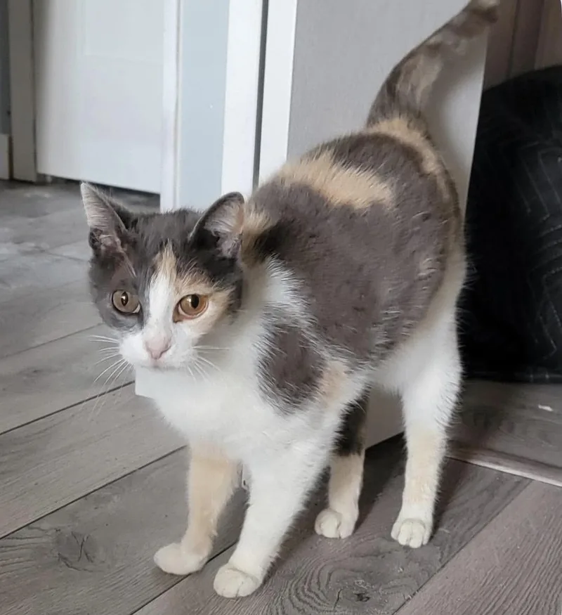 An adult large-sized female Dilute Calico Domestic Short Hair cat named Sasha Bee for adoption in Austin, TX