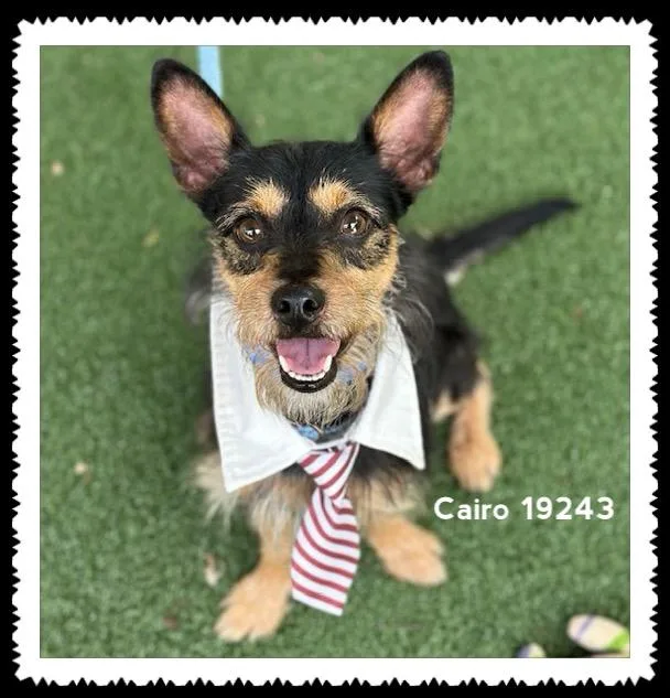A young small-sized male Black Terrier dog named Cairo for adoption in Marietta, GA