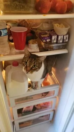 Bert The Sugar Cube thumbnail 3