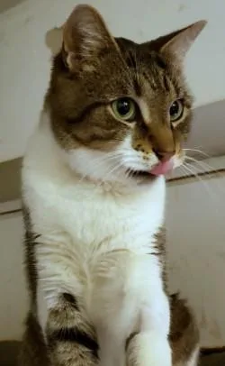 Bert The Sugar Cube thumbnail 4