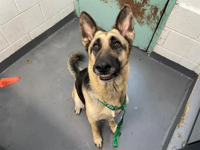 An adult large-sized female German Shepherd Dog dog named Khloe for adoption in Antioch, CA