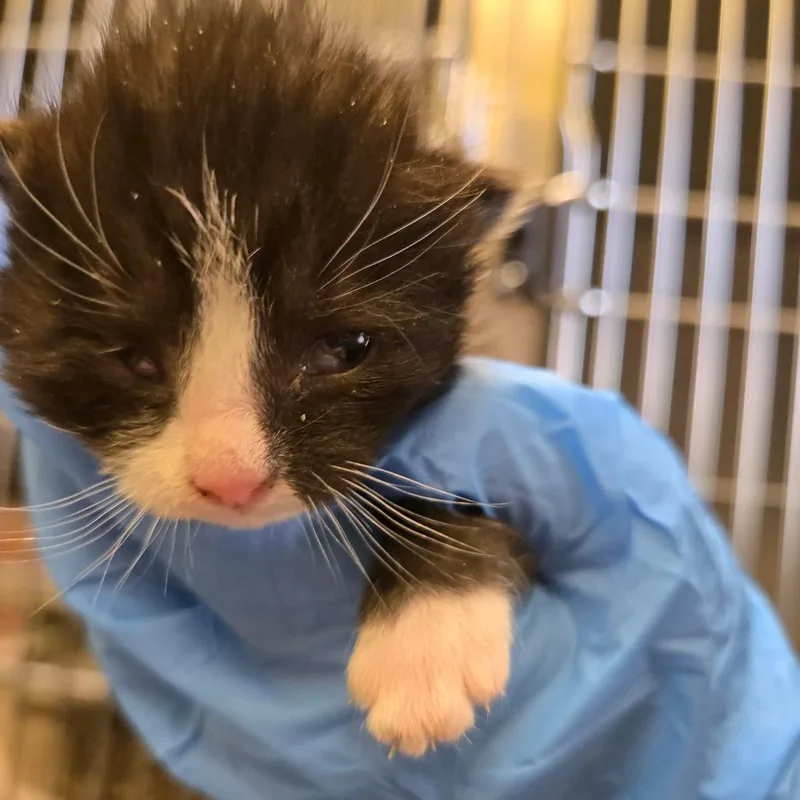 A baby small-sized female Black Domestic Short Hair cat named Starling for adoption in East Hanover, NJ