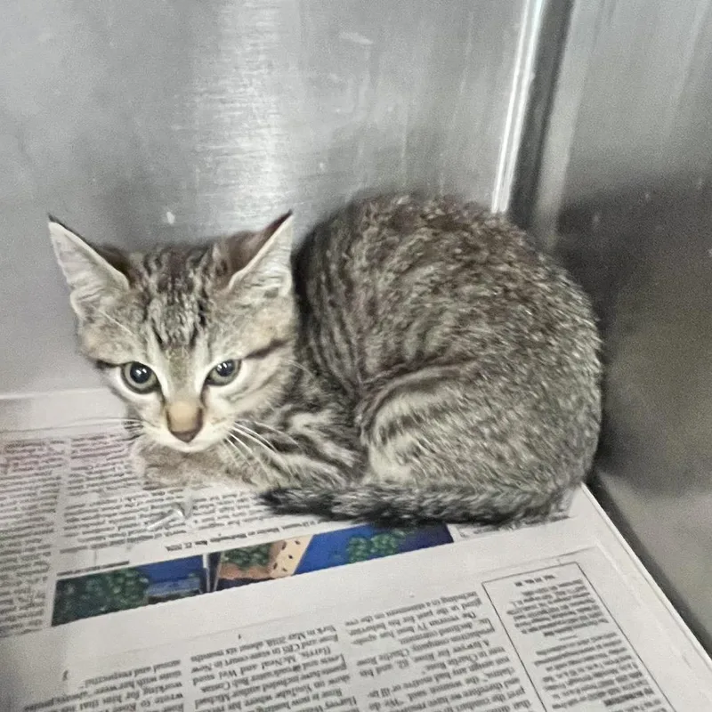 A baby small-sized male Brown / Chocolate Domestic Medium Hair cat named Thresher Shark for adoption in Charleston, WV